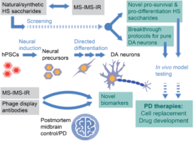 WP4 - Pd treatment